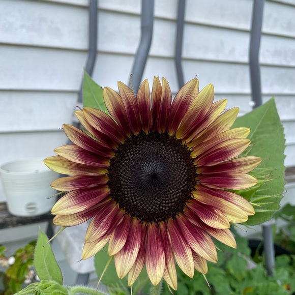 Meet your Posher, Angela - Picture 3 of 12